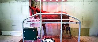 Rehabklinik för hästar i Harbo