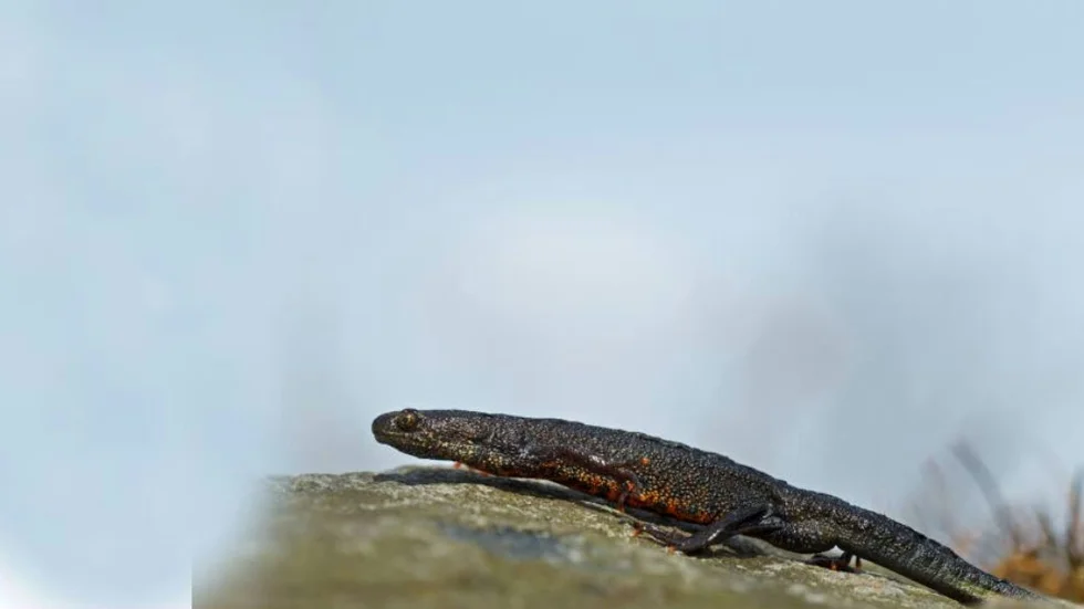 Större vattensalamandern stoppar planerna på täktverksamhet i Karlholm i Norduppland.