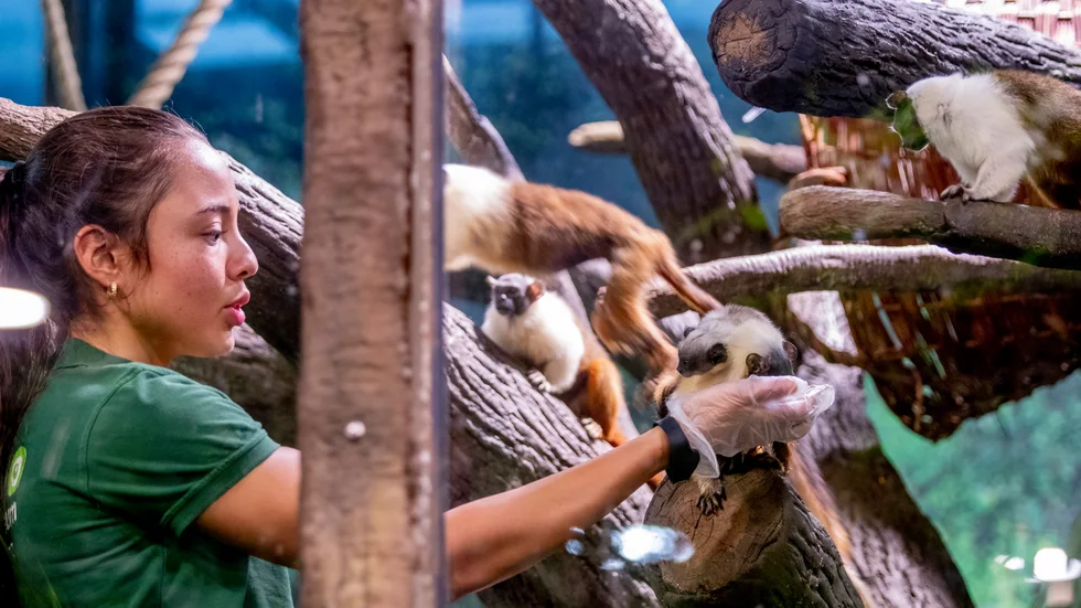 I september föddes ett tvillingpar av rasen tvåfärgad tamarin på Universeum i Göteborg. På tisdagen släpptes de ut i regnskogen med de andra aporna.