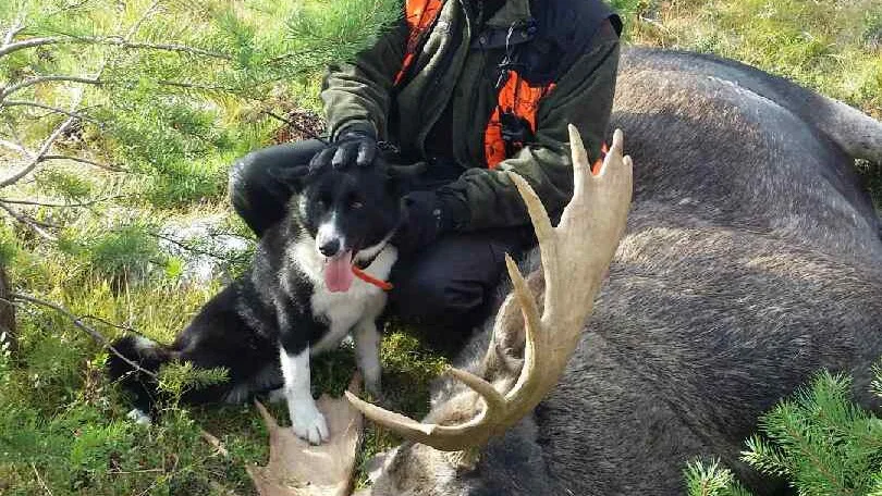 Mikael Boholm fällde i måndags en riktigt pampig tjur med assistans av hunden Miska.
