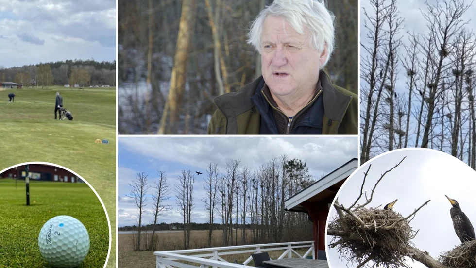 Trosa golfklubbs banchef Bo Olofsson berättar att klubben skakat ner hundra skarvbon från träden i vid banans nionde hål.