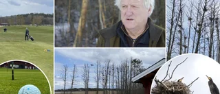 Fick nej till skyddsjakt – så golfklubben skakade ner 100 skarvbon från träden: "Inte trevligt att fika när det luktar rutten fisk"