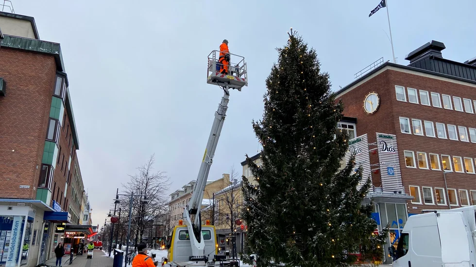 Årets julgran har intagit sin plats på Nytorget på Storgatan. Granen har hämtats från en villatomt i Långnäs vid Alvik. Lite kortare än ifjol men riktigt tät och fin och dessutom berikad med snygga kottar.