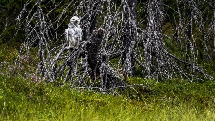 Fjällugglan i Lövånger har lockat många fotografer och ornitologer. VK:s fotograf Henrik Karmehag har lyckats fånga den på bild.