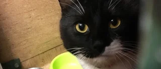 Kattägare sökes fortfarande