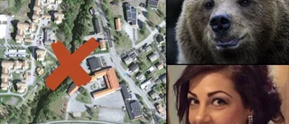 Björn inne i Skellefteå – 29-åriga Valeria om skräckmötet på väg hem från krogen