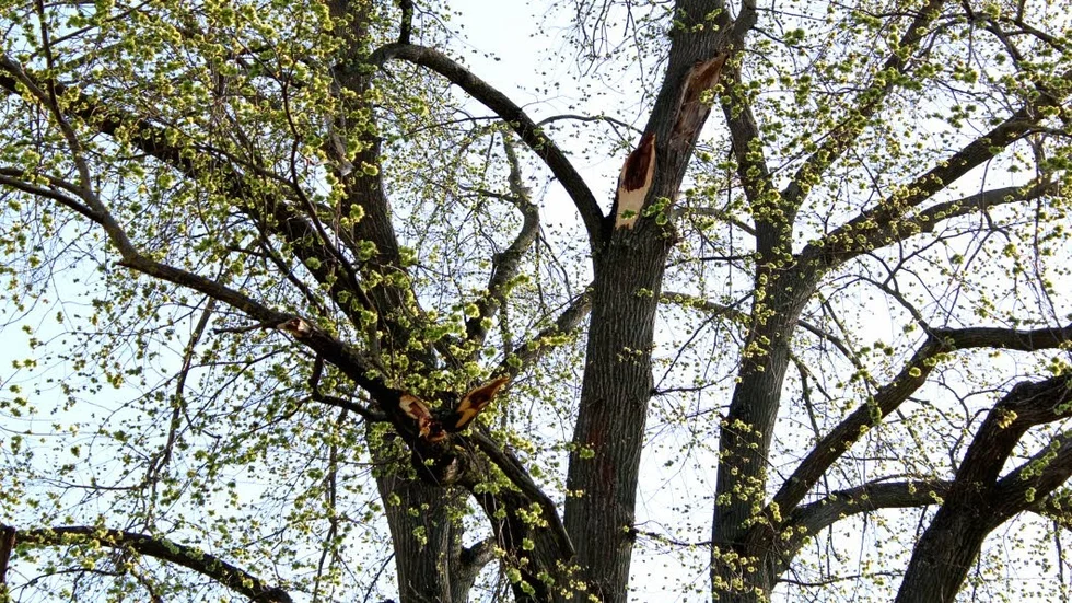 


Arkivbild. Detta träd är inte ett av de aktulle träden som ska fällas.



