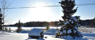 Norra skog: "Hon ville ha bort alla träd på tomten"