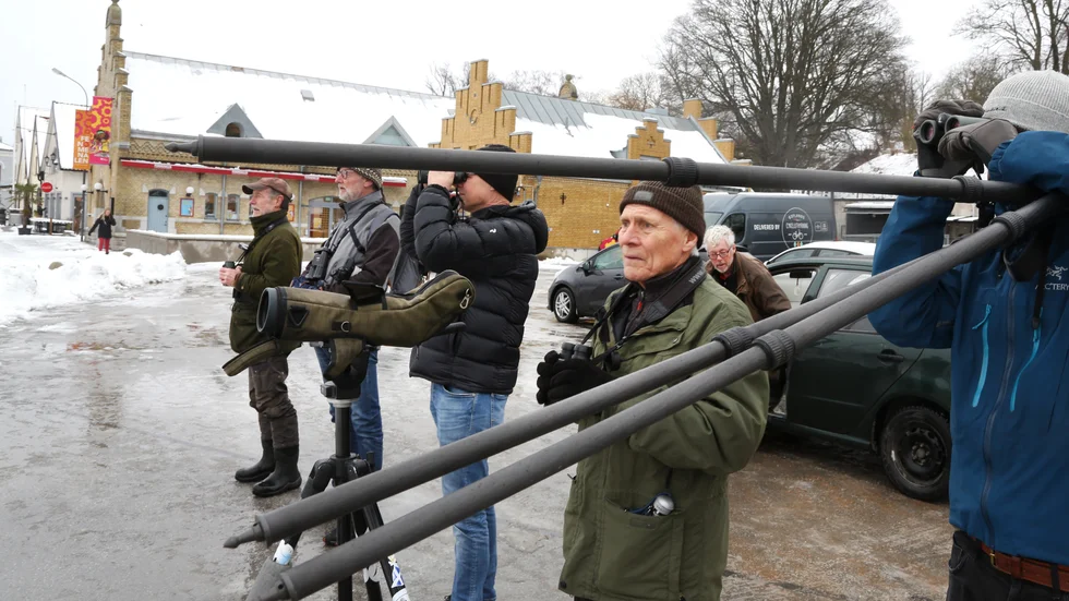 Sivert Söderlund bland de andra fågelskådarna i Visby hamn.