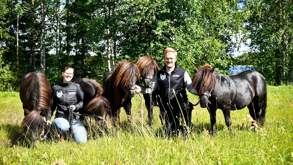Ponnyexpressen med Anton Lundström och Sara Rosenblad deltar med fem shetlandsponnyer på Villvattskampen.