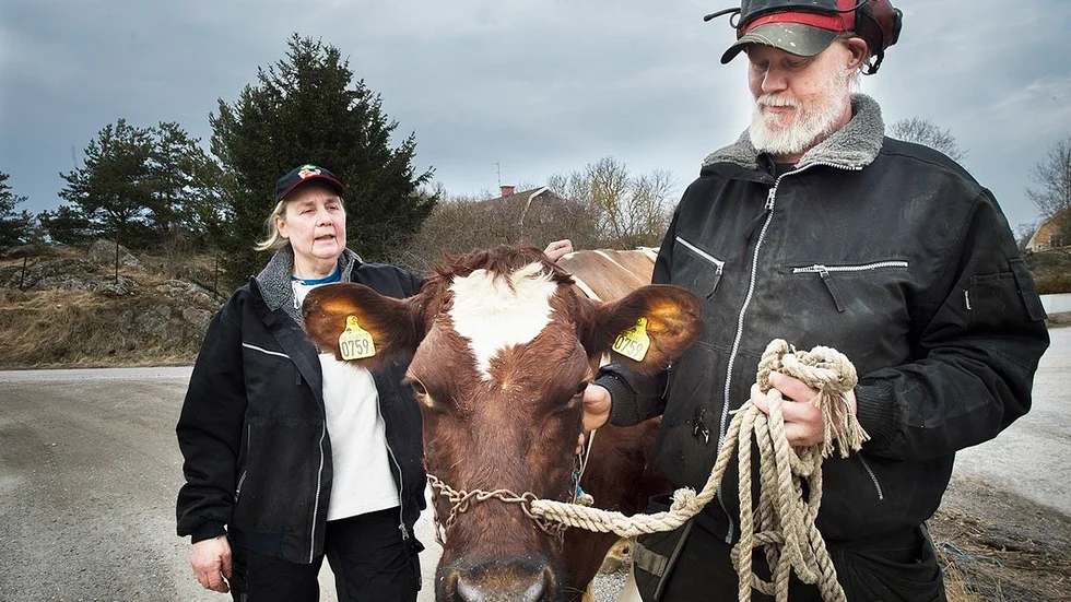Mjölkböndernas motsvarighet till Oscar eller Nobelpriset heter LRF Mjölks guldmedalj och tilldelas Ann-Marie Svedberg och Carl Persson på Bogslöts gård utanför Nyköping. Med på bild är även 759 Stumpa som fått diplom för lång och trogen tjänst.