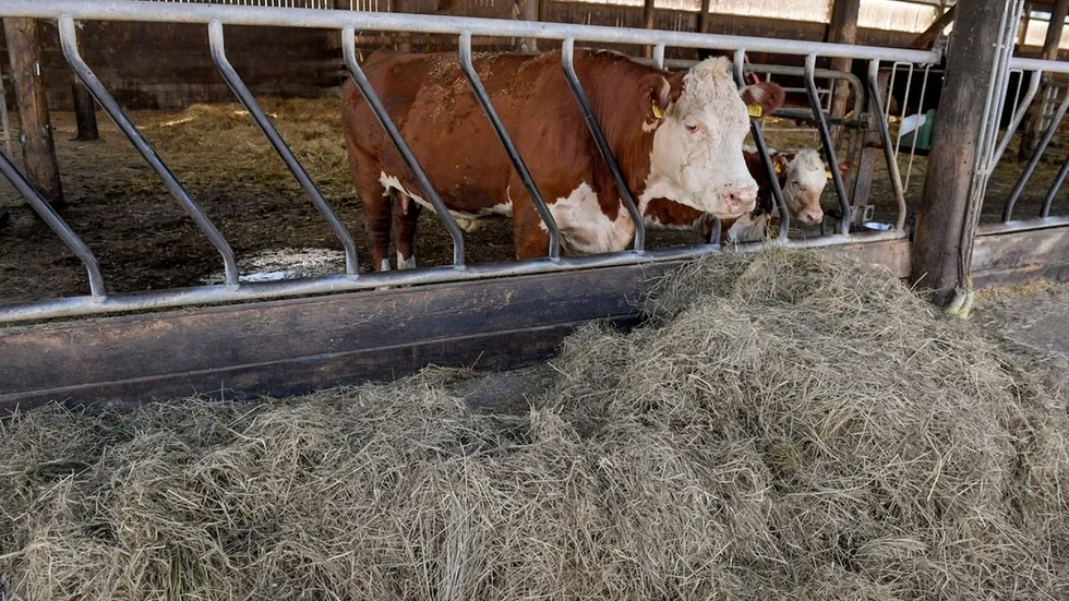 I kristider som dessa, behöver vi värna om det svenska lantbruket som många gånger är bättre än andra länders, skriver C Sörmland.