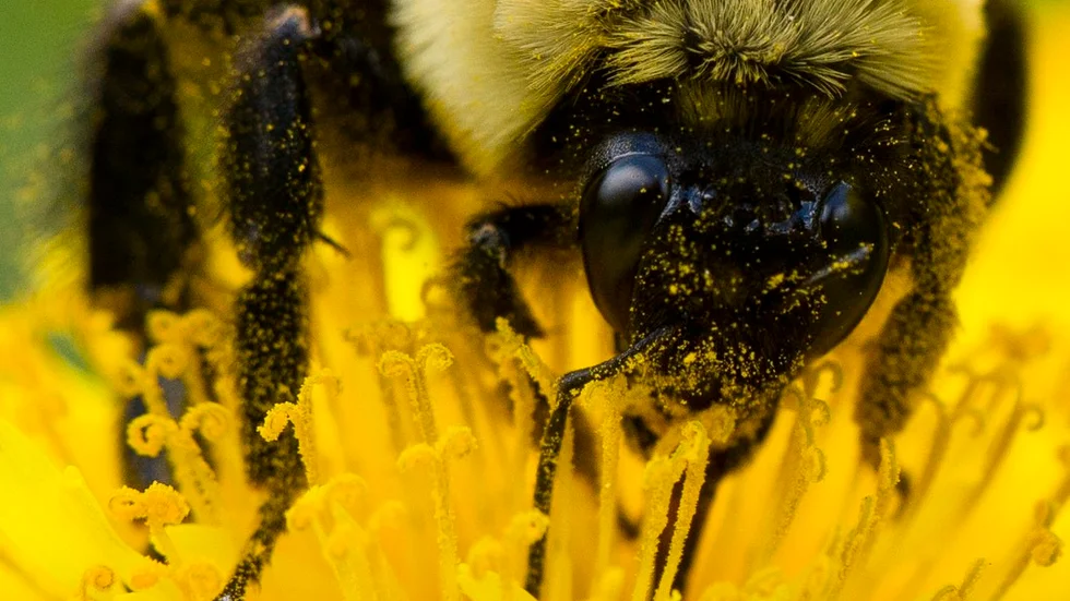 MP i Katrineholm vill ta fram en pollineringsplan så de växter som attraherar pollinerande insekter prioriteras.