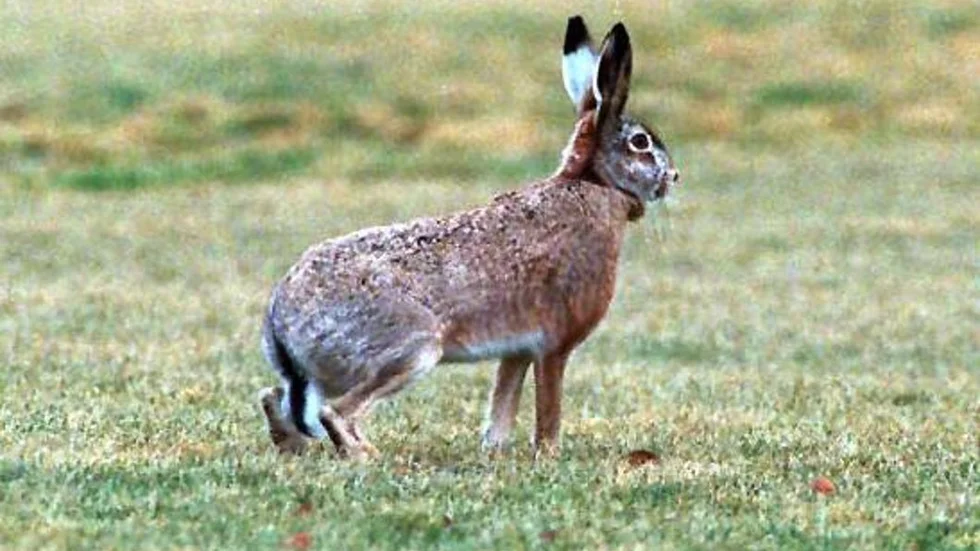 hare.jpg