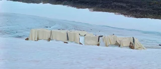 Ullfilt skyddar glaciär vid Kebnekaise