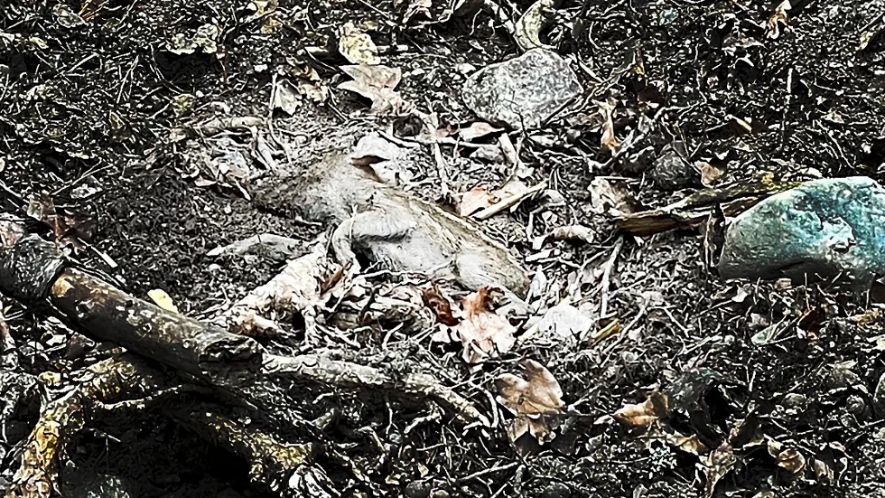 Vid 11-tiden på onsdagen fann besökare en död vildsvinskulting på Parken Zoo.