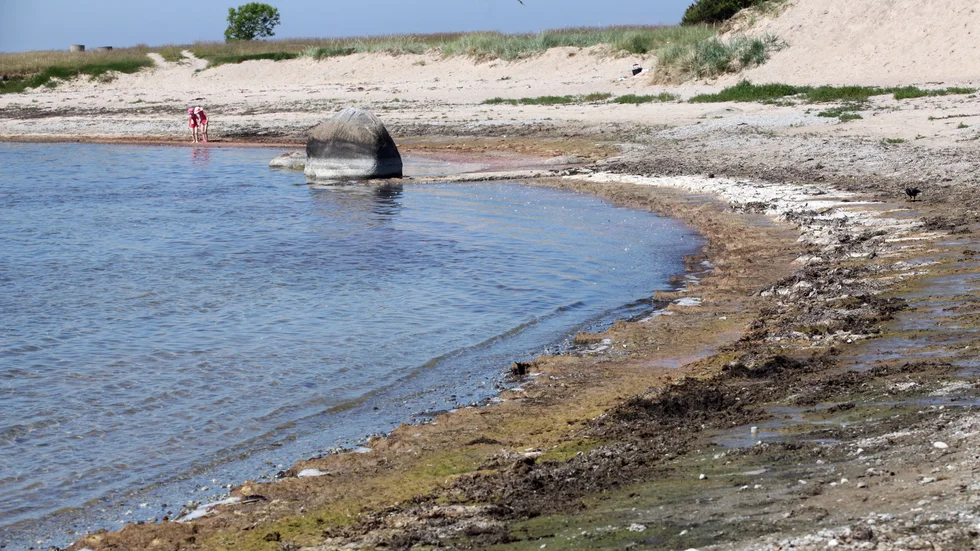 Att rensa stranden från släke minskar övergödningen av Östersjön, vilket är en klar miljövinst.