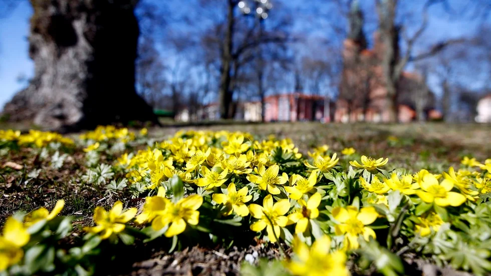 Rosa Bååth vill har svar från kommunen om de tänker göra Stadsparken cykelfri igen.  Foto: Niklas Holm