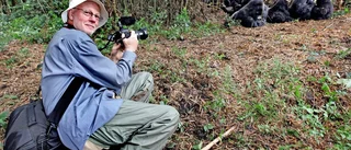 Rolf Agnestrands möte med bergsgorillorna – nu kommer dokumentärfilmaren till Flen