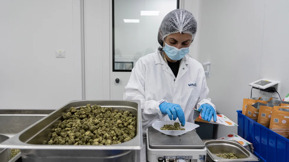 Medicinsk cannabis legaliseras från och med augusti i Schweiz. På bilden syns en arbetare på en fabrik för medicinsk cannabis i Israel. Arkivbild.