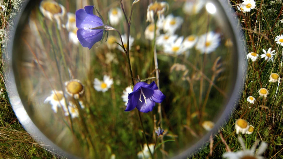 Genom att låta en del av gräsmattan bli en blomsteräng istället för välklippt green, kan villaägare göra en insats för den biologiska mångfalden, poängterar debattörerna.
