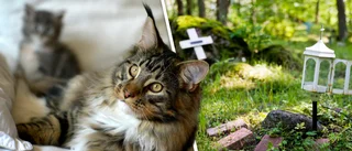 Kattens aska slarvades bort: ”Det får bara inte gå fel”