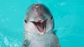 Delfin på Kolmården dog plötsligt – showerna ställs in
