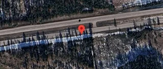 Rådjur på fel sida av viltstängslet på E4
