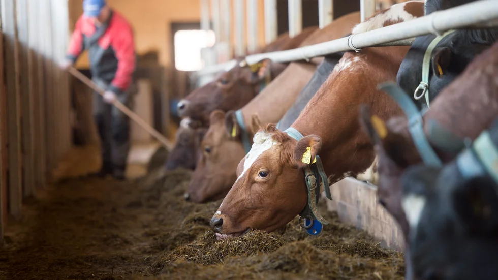 Samtidigt som konsumenterna vill belöna lokala och hållbara produkter har jordbrukets utveckling gått åt fel håll, skriver Lotta Folkesson, ordförande LRF Västerbotten.