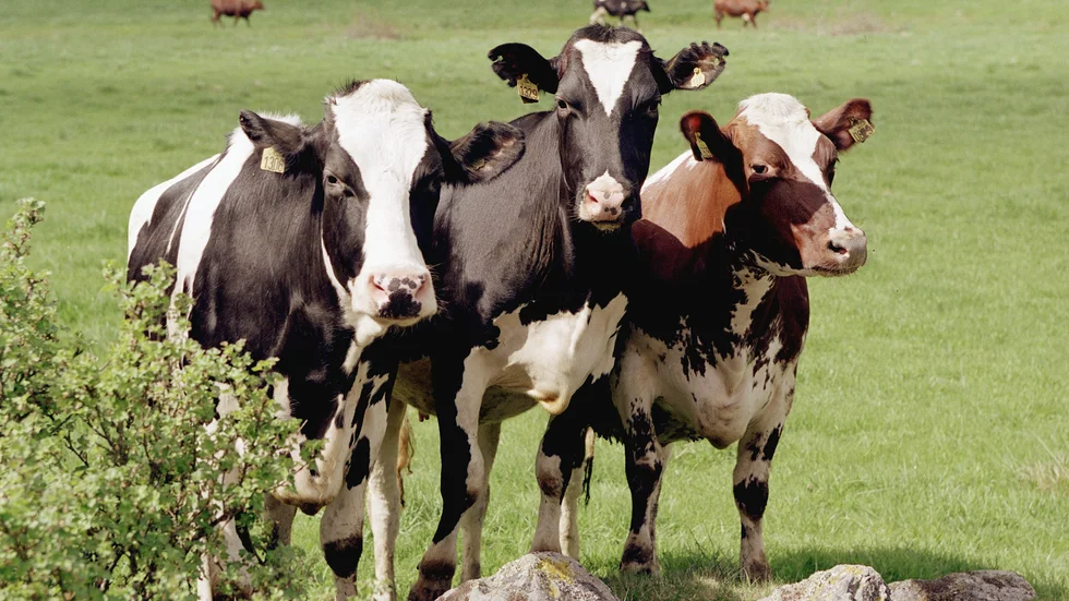 Biff och komjölk där korna betar i svenska hagar gynnar den biologiska mångfalden och håller marken öppen, skriver signaturen Ekobonde i Enköpings kommun.