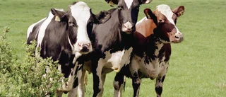 Korna gynnar biologisk mångfald
