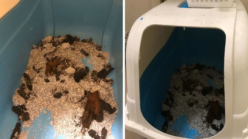Drygt två veckors avföring hittades i en kattlåda. I lådan fanns det minimalt med kattsand.
