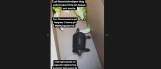 Den försvunna sköldpaddan har hittat hem igen