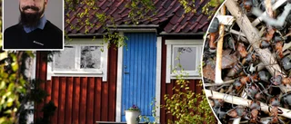 Hästmyror, getingar och bisvärmar på besök i stugan • Skadedjursteknikern: Så hanterar du de ovälkomna gästerna