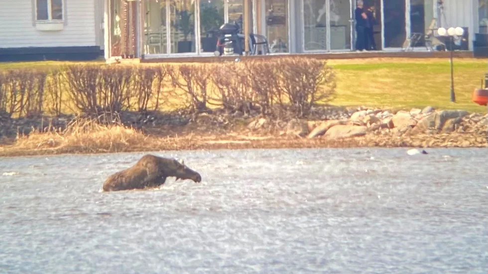 Älgkon gjorde flera försök att komma loss men hade det svårt i gyttjan.