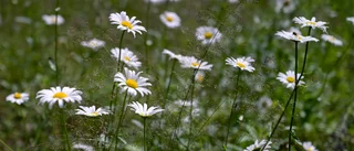 Låt era gräsmattor blomma     