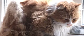 Den förvildade katten har fångats in: "Vi lyckades"