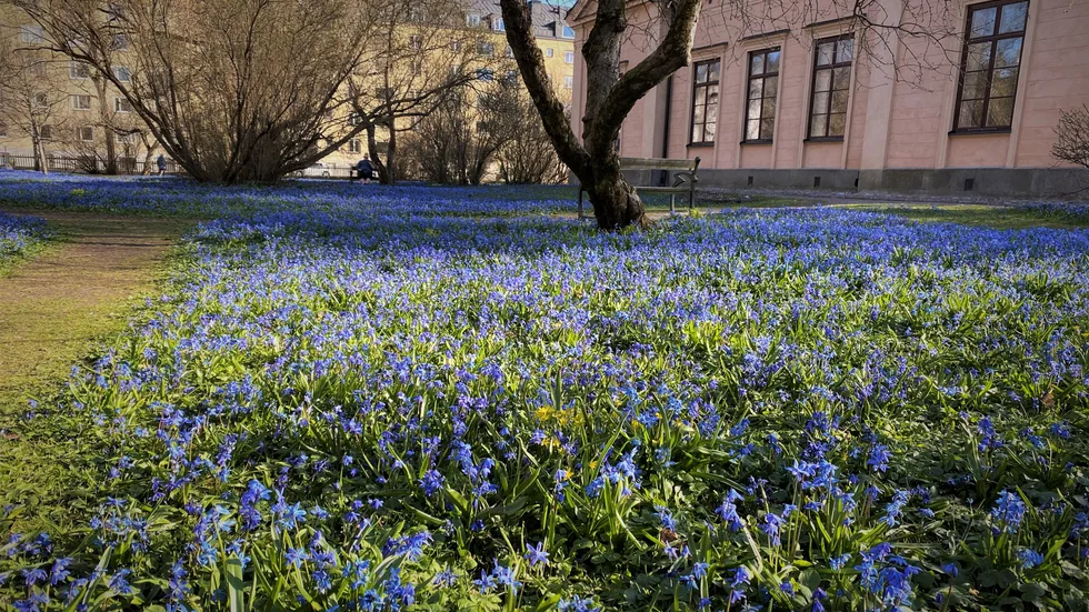 Scillorna som färgar marken vackert vårblå i Rektorsparken riskerar nu att döljas av ett snötäcke.