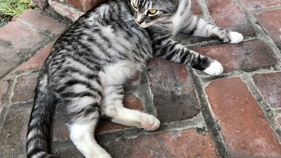 Katten Kevin, som bor i Kalifornien i USA.