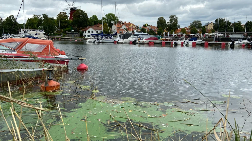 Gröna partiklar färgar bitvis Mälarens vatten grönt. Inte sensationellt men ändå ovanligt sent, enligt Havs- och vattenmyndigheten. Bild från Strängnäs på torsdagen.