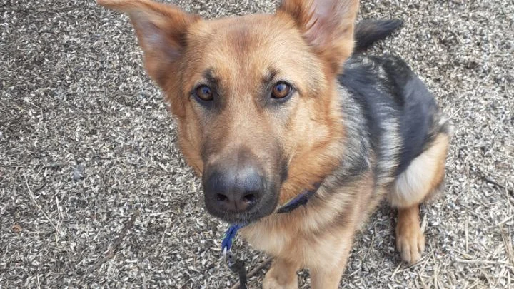 Den upphittade hunden fick namnet Runa och har nu fått sin veterinärvård betalt med hjälp av en swishkampanj.
