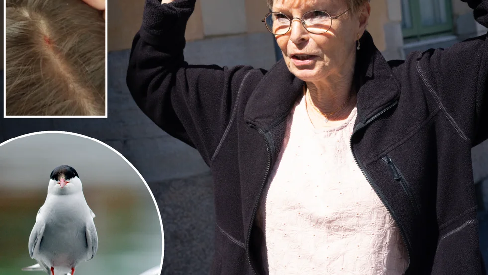 De ilskna fåglarna i Munktellsområdet fortsätter att attackera: "Jag hörde hur vingarna flaxade bakom mig, och innan jag han tänka något mer, så kände jag hur näbben träffade mig rakt i huvudet" berättar Anette Cedergren. 