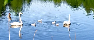 Svanfamilj på besök                