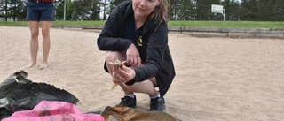 Klubben som dyker efter skräp • Här är sakerna som Luleåborna dumpat i populära badplatsen