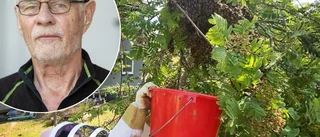 Tommie hade tusentals bin i trädgården – fick ta hjälp av biodlare för att fånga in dem: "Var som en tjock gröt"