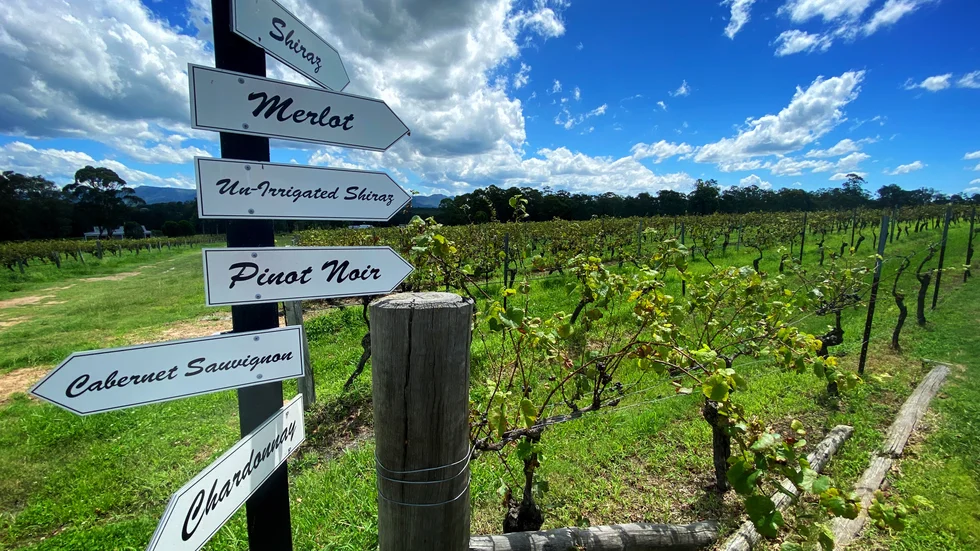 Vingård i Hunter Valley i New South Wales i Australien. Arkivbild.