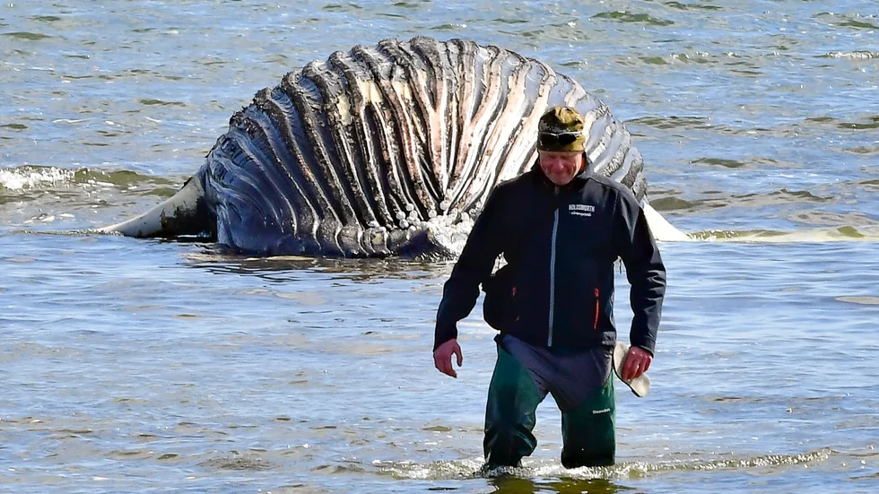 Knölvalskalven som strandade i närheten av Segerstad på Öland dog troligen av svält eller en båtkollision. Bild från den 27 april.