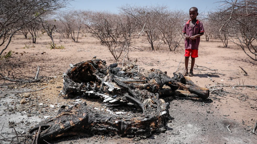En pojke i kenyanska Wajir betraktar kadavret av en kamel som svultit ihjäl. Lokalbefolkningen har bränt kadavret för att slippa stanken av förruttnelse.