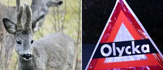 Fyra rådjursolyckor: Tre smällar på bara en kvart