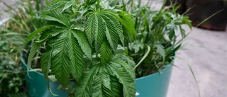 Polisen hittade misstänkt cannabisplanta på Stora torget